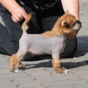 Китайская Хохлатая собака,  продаются щенок