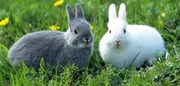 Универсальный комбикорм для кроликов