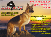 Дрессировка собак в Татарии